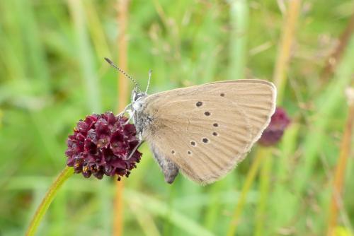Phengaris nausithous